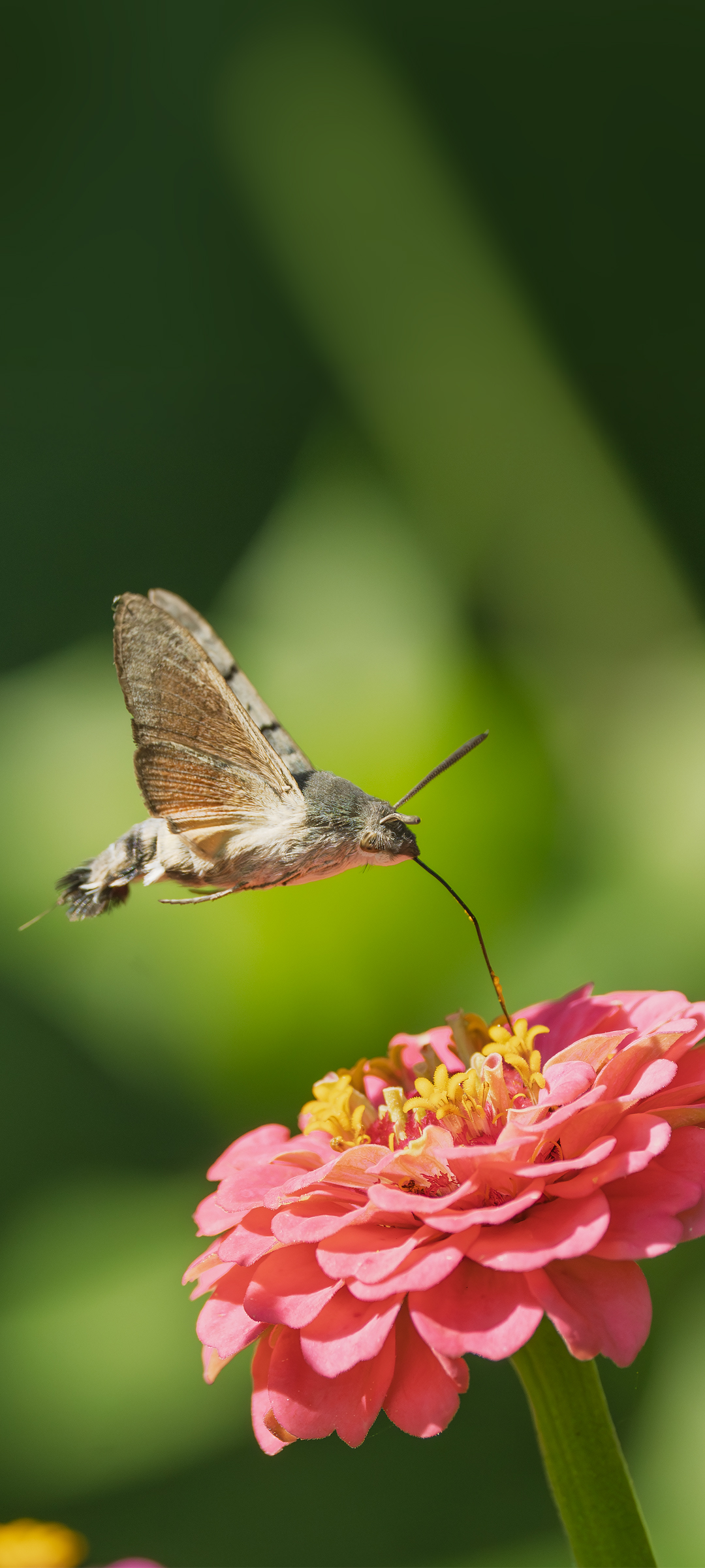 Метелик Язикан Бражник (Hummingbird Hawk-Moth) — шпалери для телефону